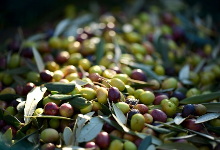 Olive Verdi in Puglia