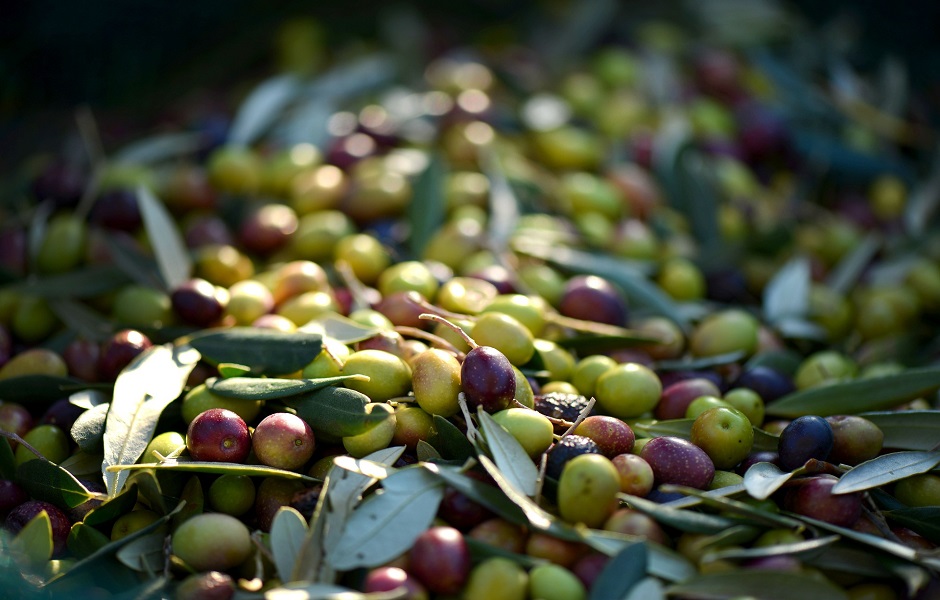 Olive verdi e nere Puglia