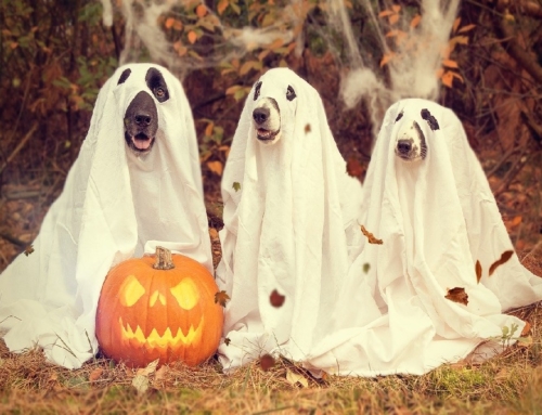 Halloween in casa? 4 idee per una serata bella da paura